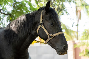 Obraz premium Side portrait of a cute black horse during a sunny day with headstall on