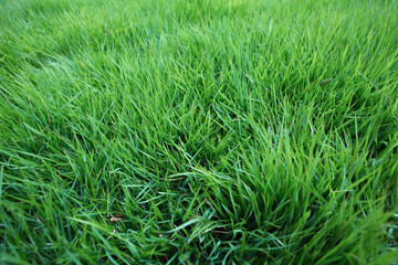 골프, 러프, 잔디