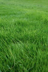 골프, 러프, 잔디