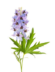 Obraz premium Delphinium flower isolated on white background. Beautiful summer flowers.
