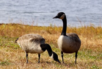 country goose branta canadensis