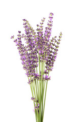 Naklejka premium Lavender flowers, isolated on white background. Bunch of Lavandula or lavender flowers. Medicinal herbs.