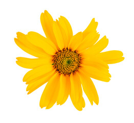 Calendula flowers isolated on white background. Marigold flower. Medicinal herbal plant. Top view.