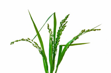 Fototapeta na wymiar Panicum (panicgrass) is a large genus of about 450 species of grasses. Plant with ripe seeds on a white background.