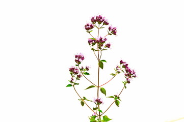Naklejka na ściany i meble Origanum is a genus of herbaceous perennials and subshrubs. Plant with flowers on a white background.