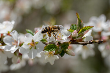 Fototapeta na wymiar A bee flies to a cherry blossom