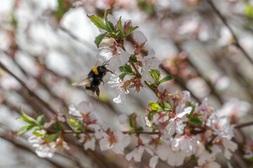 Bumblebee pollinates cherry blossoms in May