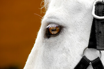 detail of the left brown eye of a white horse with halter
