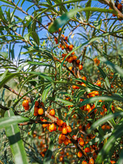 Ripe sea buckthorn berries on the branches close-up.