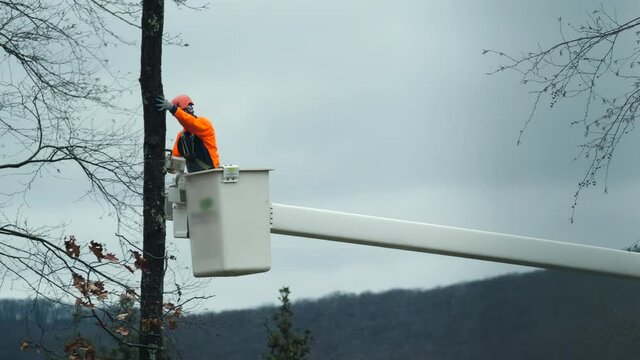 Worker cuts tree with chainsaw from cherry picker