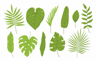Set of tropical leaves isolated on white background. Palm, monstera, banana leaves, philodendron and others. Vector hand-drawn illustration in cartoon style. Perfect for cards, decorations,invitations