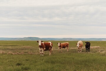Fototapeta na wymiar cows in a summer pasture, meadow. Breeding cows.