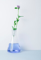 Laboratory glass Erlenmeyer conical flask filled with blue chemical liquid for a chemistry experiment in a science research lab with plant, copy space