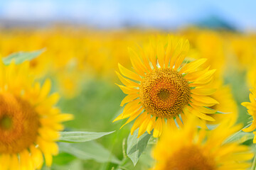 ひまわり畑　山口県下関市　sunflower field Yamaguchi-ken Shimonoseki city
