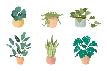 house plants vector illustration set