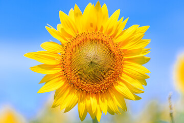 夏空とひまわり　山口県下関市　Summer sky and sunflower Yamaguchi-ken Shimonoseki city