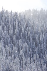 snow covered pine trees