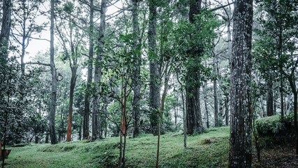 Obraz premium view of dense forest park when the sun is directly above