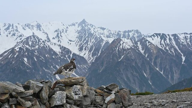 ライチョウと槍ヶ岳(rock ptarmigan)