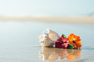 砂浜とハイビスカス