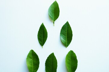 Fototapeta premium 背景 爽やかな緑 葉
