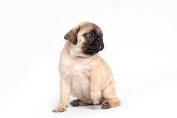 pug puppy isolated on white background. funny pets concept with copy space