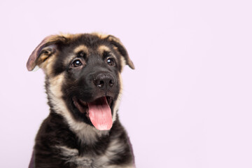 Closeup of face of a puppy German Shepherd dog on pink background. Social Media or web banner with room for text