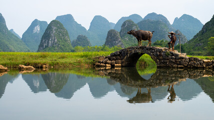 GUILIN, CHINA - SEPT 20, 2017: A farmer walks his buffalo home after a day’s work in Huixiang, a small town with karst and limestone landscape