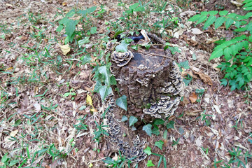 サルノコシカケ