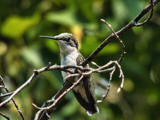 Hummingbird Perched: A ruby throated hummingbird is perched on a dead tree branch 