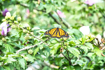 Butterfly on Flower: A monarch butterfly sits with full wing span in a hibiscus flower bush on a summer day
