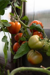 A branch with tomatoes in a greenhouse.Ripe and unripe tomatoes are hanging on a branch.Growing tomatoes in a greenhouse.Large tomato fruits are tied with ropes to the stem, because they are heavy.