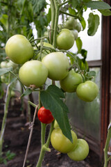A branch with tomatoes in a greenhouse.Ripe and unripe tomatoes are hanging on a branch.Growing tomatoes in a greenhouse.Large tomato fruits are tied with ropes to the stem, because they are heavy.