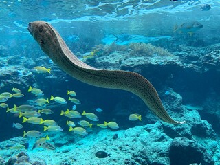 ウツボ