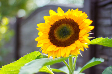 Close up of sunflowers. Sunflowers in the garden. Sunflowers on a dark background