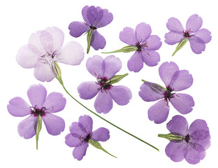 Pressed and dried flower silene (viscaria), isolated on white background. For use in scrapbooking,...