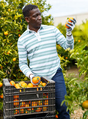 Confident African-American farmer carrying plastic box full of ripe mandarin oranges on citrus plantation © JackF