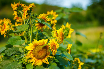 Sunflowers. Sunflowers in the rays. The heart of the sunflower. Bouquet of sunflowers