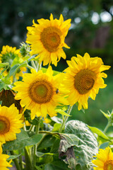 Sunflowers. Sunflowers in the rays. The heart of the sunflower. Bouquet of sunflowers