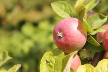 close-up of red apples on apple tree branch