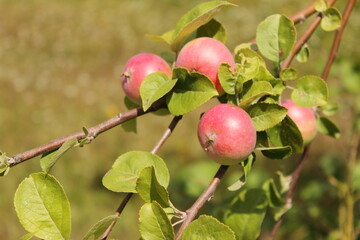 close-up of red apples on apple tree branch