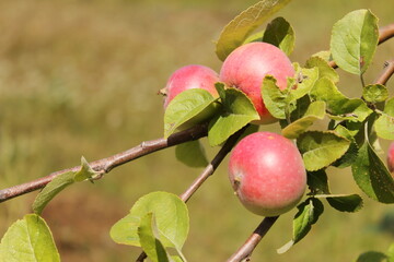 close-up of red apples on apple tree branch