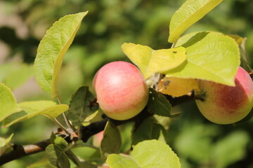 close-up of red apples on apple tree branch