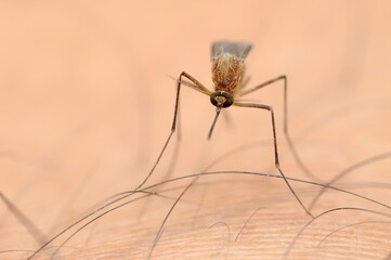 Focus selection photo, a mosquito on the skin surface.