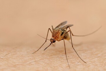 Focus selection photo, a mosquito on the skin surface.