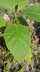 Obraz premium leaves in the garden