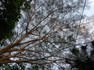 trees in the forest