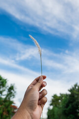 He picked up the grass with his hand and lifted it up into the blue sky.