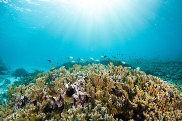 Coral Reef and Tropical Fish in sun rays in blue ocean, Raja Ampat, Indonesia.
