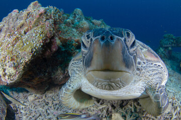 Close up photo of a green sea turtle, taken at Gili Meno - Lombok, Indonesia